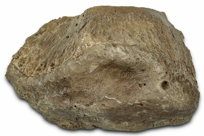 Fossil Tyrannosaur (T rex) Vertebra Section - Wyoming #350395